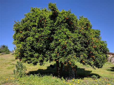 Valencia orange tree - Greg Alder's Yard Posts: Food Gardening in Southern California