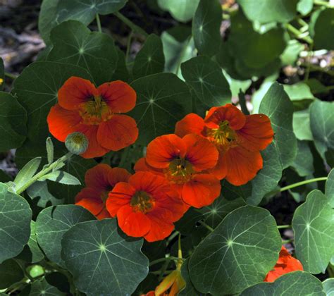 Small Red Flowers Free Stock Photo - Public Domain Pictures