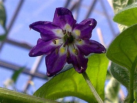 30 best Chilli Flowers images on Pinterest | Pepper, Capsicum annuum ...