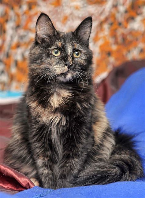 long haired tortoiseshell cat | Cat breeds, Cats, Tortoise shell cat