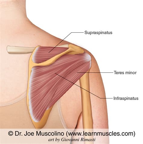 Rotator Cuff Group - Learn Muscles