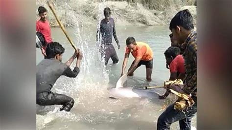 UP: Three arrested for killing endangered Gangetic dolphin