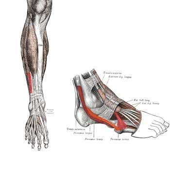 Peroneus Tertius Anatomy: Origin, Insertion, Action - The Wellness Digest