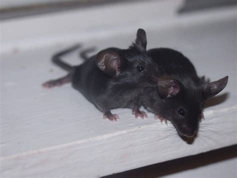 F3 Black Mice Photos | Pet Mice Forum