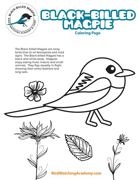 Black-billed Magpie Coloring Page - Bird Watching Academy