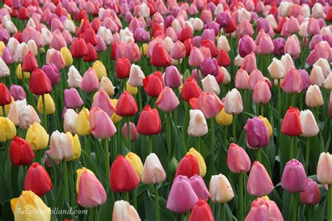 Flower field etiquette - Tulips in Holland