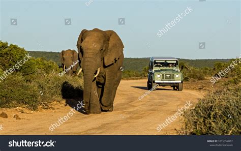 10,761 Addo National Park Images, Stock Photos & Vectors | Shutterstock