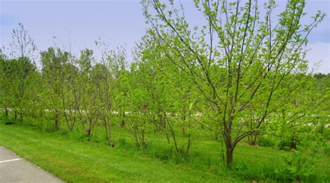 Senator Rachel May Awards ESF Professors for Groundbreaking Research on American Chestnut Tree ...