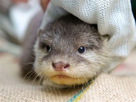 One of Perth's new otter pups is wrapped up and cozy - September 18 ...