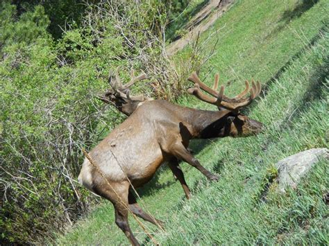 Rocky Mountain Elk | Hunting