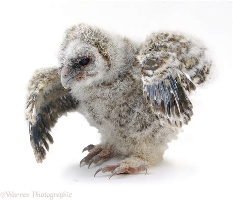 Baby Tawny Owl photo WP09608