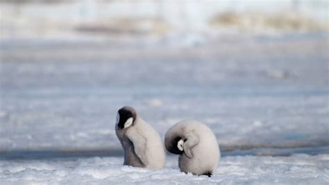 Scientists alarmed by disappearing penguin population at Antarctic ...