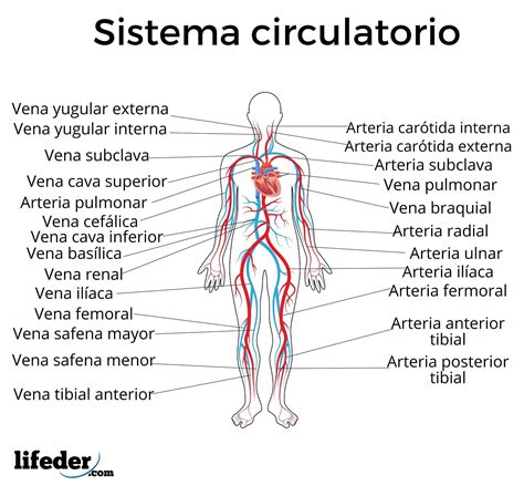 Sistema Circulatorio Cuerpo Humano Anatomia Dibujo Del Aparato | Images ...