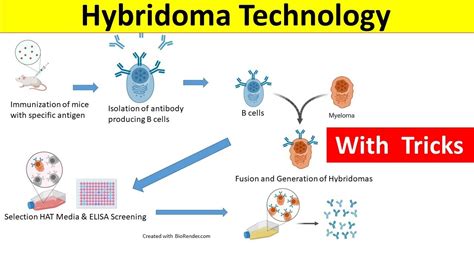 Hybridoma Technology | Hybridoma Technology for Monoclonal Antibody Production | - YouTube