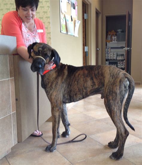 Meet "Sam" Copley! Sam is a three year old Great Dane / English Mastiff mix. He weighs 137 ...