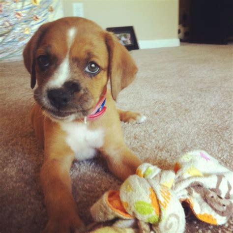 Red Heeler Boxer Mix Puppies - adventure weekend getaway