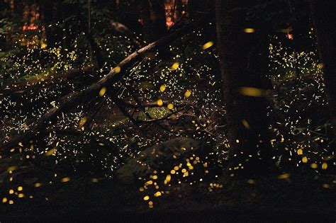 The Mystery of Synchronous Fireflies | Amusing Planet