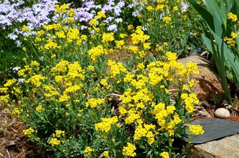 Yellow Alyssum Flowers: the Perennial, Basket of Gold