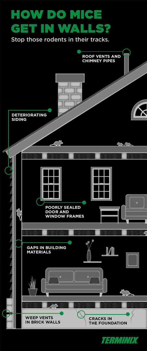 How to Get Rid of Mice in Walls | Terminix