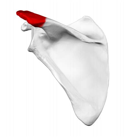 Acromion Process | Definition, Anatomy & Types - Lesson | Study.com