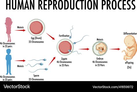 Image Result For Reproduction In Humans Flowchart Reproductive System | The Best Porn Website