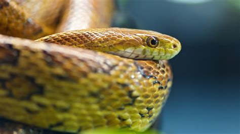 Wallpaper Snake, viper, head, eyes 2560x1600 Picture, Image