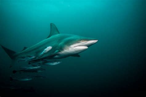 Royalty Free Shark Side View Pictures, Images and Stock Photos - iStock