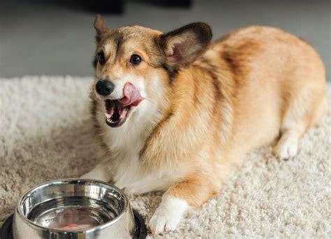 Can You Give a Dog Pedialyte? | PetMD