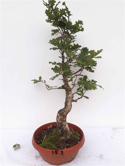 Quercus (eik) – Inheemse Bonsai Bomen