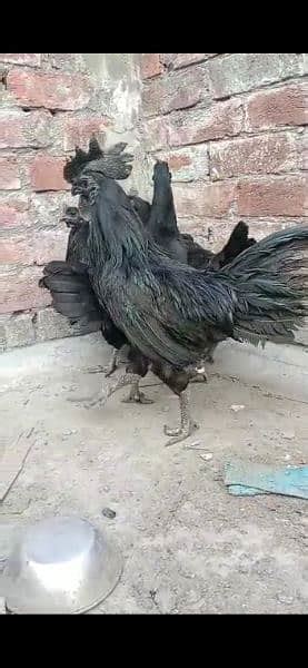 Ayam cemani grey toung breeders for sale - Hens - 1082499516