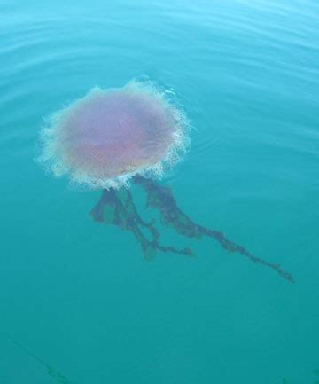 Jellyfish swarm capital beaches | Stuff.co.nz