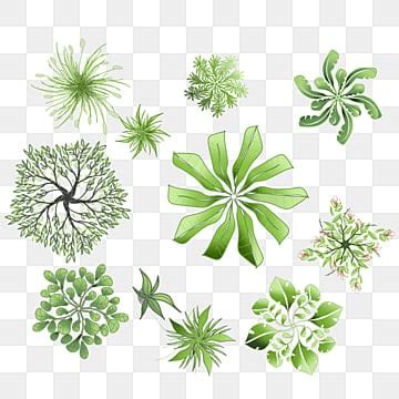 Palm Tree Top View PNG Transparent Images Free Download | Vector Files | Pngtree