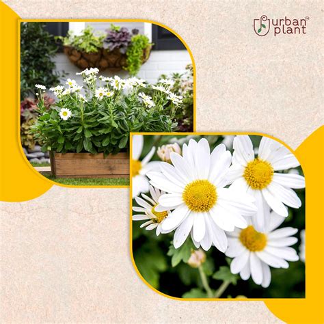 Buy Daisy Flower Seeds - Urban Plant