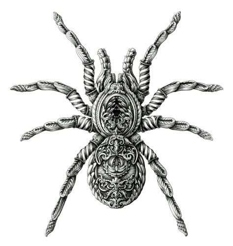 Tarantula | Spider drawing, Zentangle animals, Spider art