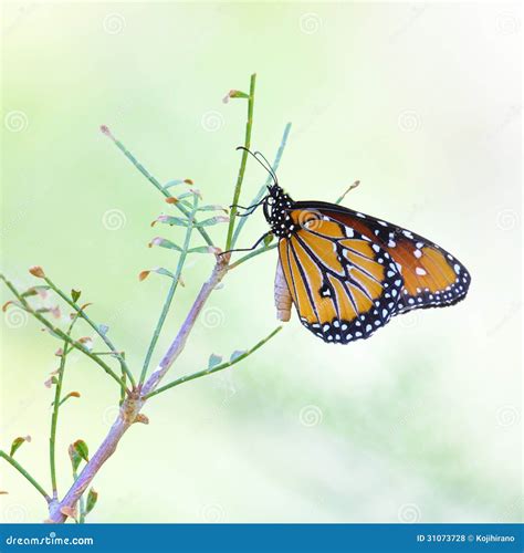 Monarch Butterfly stock photo. Image of closeup, migration - 31073728