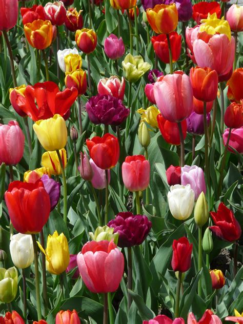 Free Images : blossom, sky, white, flower, petal, bloom, tulip, spring, red, color, blue, flora ...