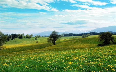 Meadow with yellow flowers | Ландшафт