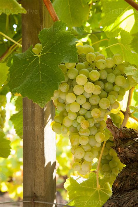 Image: Ripe semillon wine grapes on vine High-Res Stock Photo ...