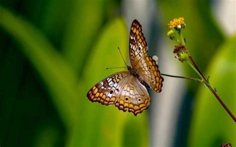 Wildlife in Haiti · Visit Haiti