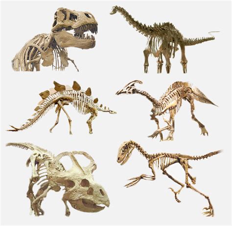 File:Various dinosaurs-2.png - Wikimedia Commons