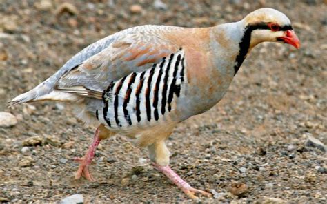 Chukar Partridge - Jacob Lake Inn | Pet birds, Partridge, Backyard birds