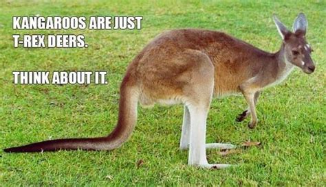 Kangaroo Facts You Probably Didn't know! | Laugh, Humor, Funny pictures