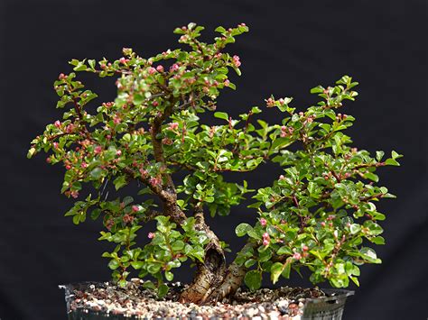 Cranberry Cotoneaster in bloom (and updates of my other nursery stock contest trees) : r/Bonsai