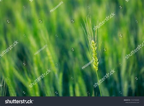 Indian Agriculture Wheat Field India Stock Photo 1724726689 | Shutterstock