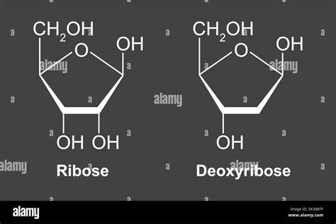 Chemical Structure of Ribose And Deoxyribose. Ribose vs Deoxyribose ...