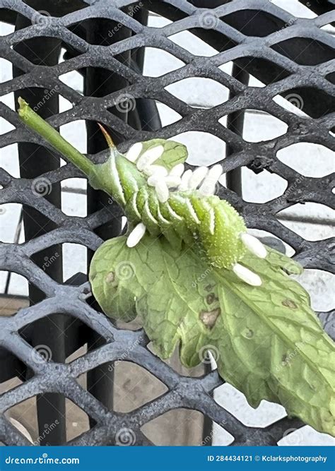 Braconid Wasp Parasite Egg Cocoon on Hornworm Tomato Worm Caterpillar Stock Image - Image of ...