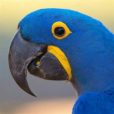 Birding Pantanal Brazil tour | Pet birds, Pantanal, Bird