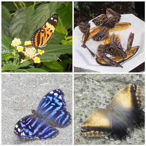 Pacific Science Center Butterfly House Mosaic | prayingmother | Flickr