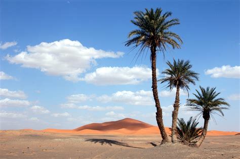 palm trees in the sahara desert | Palm trees in the Sahara D… | Flickr