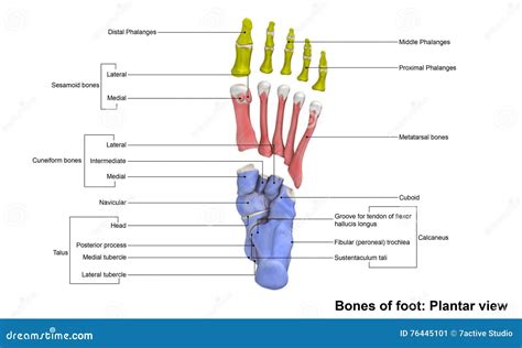 Foot Planter view stock image. Image of anteriorpalmer - 76445101